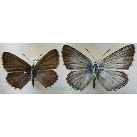 Polyommatus coridon (Poda, 1761) pair Poland29f